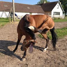 New Forest Øxenborg's Pinocchio