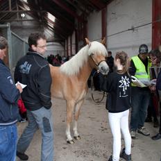 Tyroler Haflinger Fannie af Stenbek