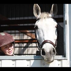 Hannoveraner Ferrari