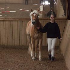 Tyroler Haflinger Fannie af Stenbek