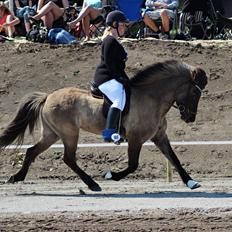 Islænder Hraunbúa fra Skarholt