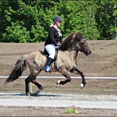 Islænder Hraunbúa fra Skarholt