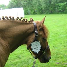 Anden særlig race Bertram