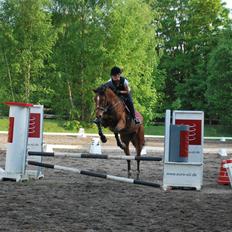 Dansk Varmblod Cherie HS