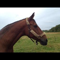 Dansk Varmblod Peter