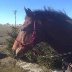 Dansk Varmblod Peter