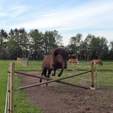 Islænder Kolskör frá Egemose ~ my soulmate <3