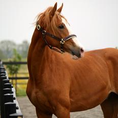 Dansk Varmblod Singleton Melody