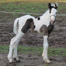 Irish Cob Thorsholms an che'ad Emma Gemma (himmelhest)