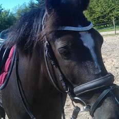 New Forest Naomi af Lindbjerghus