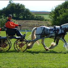 Irish Cob My Own Casmina