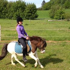 Shetlænder Prins Ludwig