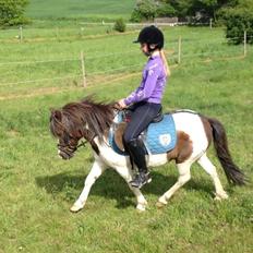 Shetlænder Prins Ludwig