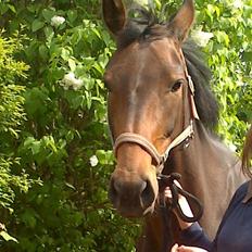 Dansk Varmblod Kastaniegårdens Nivea