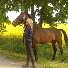 Dansk Varmblod Kastaniegårdens Nivea