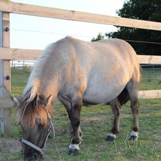 Shetlænder SK Farms Agnes