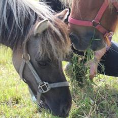 Shetlænder SK Farms Agnes