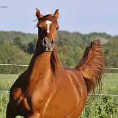 Arabisk fuldblod (OX) Finally Al-Bait OX 5493 SOLGT !