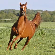 Arabisk fuldblod (OX) Finally Al-Bait OX 5493 SOLGT !