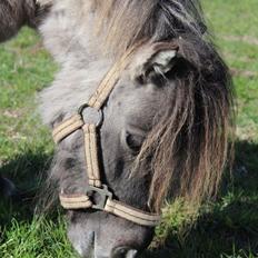 Shetlænder Shakira Liebas