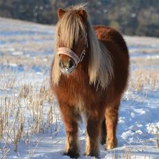 Shetlænder Tine!<3 (bamsen)