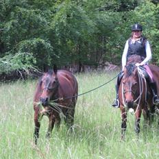 Dansk Varmblod Feebie (Fritze)
