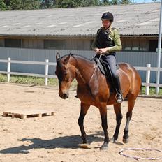 Dansk Varmblod Feebie (Fritze)