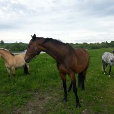Dansk Varmblod Feebie (Fritze)