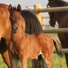 Arabisk fuldblod (OX) Casillas Cosh