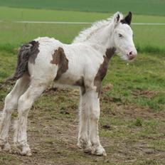 Irish Cob Hauge´s Liam