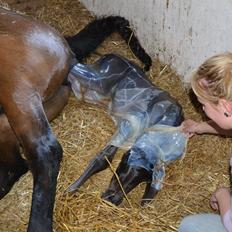 Arabisk fuldblod (OX) Casillas Cosh