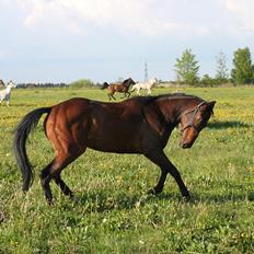 Fuldblod (XX) Lucky Shot