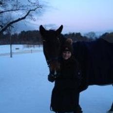 Dansk Varmblod Olivia RDH | Guldklumpen!<3|