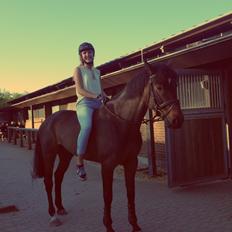 Dansk Varmblod Sacasira Hillock