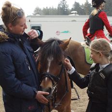 Welsh Pony (sec B) Rughaven Chivas