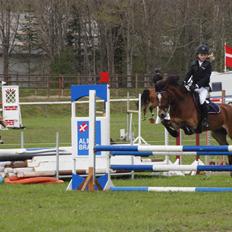 Welsh Pony (sec B) Rughaven Chivas
