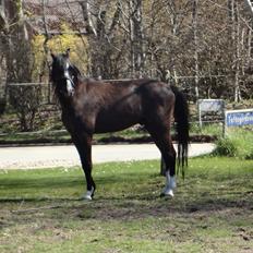 Welsh Pony (sec B) Bjerregårds Mr Fly