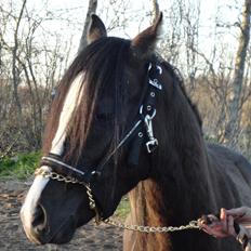 Welsh Pony (sec B) Bjerregårds Mr Fly