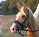 Palomino Diva