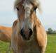 Tyroler Haflinger 'Haffi af Elghuset' (Solgt)