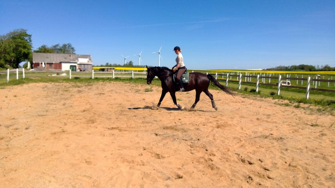 Anden særlig race No Black Boy billede 5