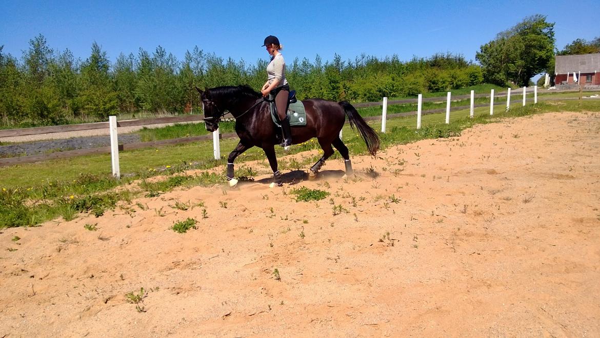 Anden særlig race No Black Boy billede 7