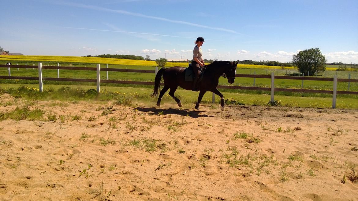 Anden særlig race No Black Boy billede 9