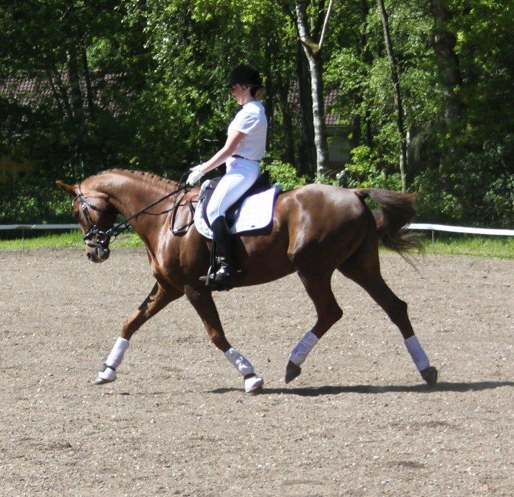 Hannoveraner Hedebo's Diana - vores første stævne sammen:-) billede 5