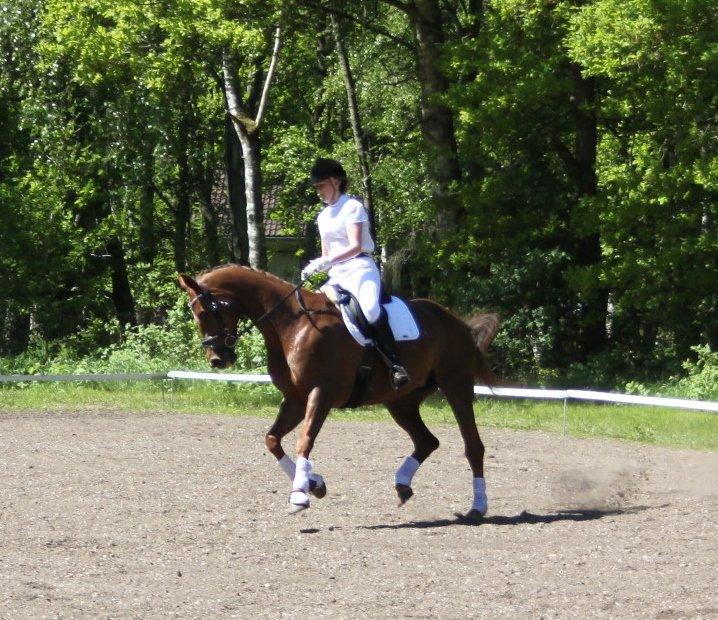 Hannoveraner Hedebo's Diana billede 14