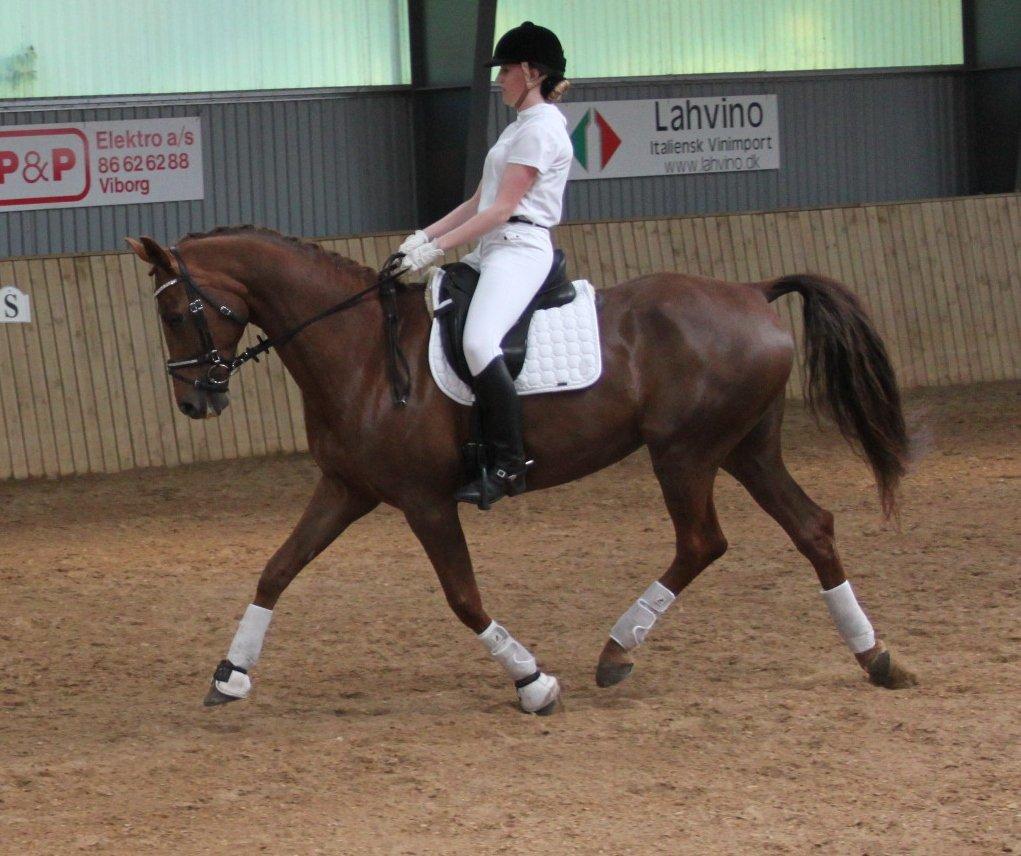 Hannoveraner Hedebo's Diana billede 18