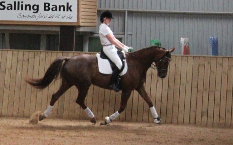 Hannoveraner Hedebo's Diana billede 19