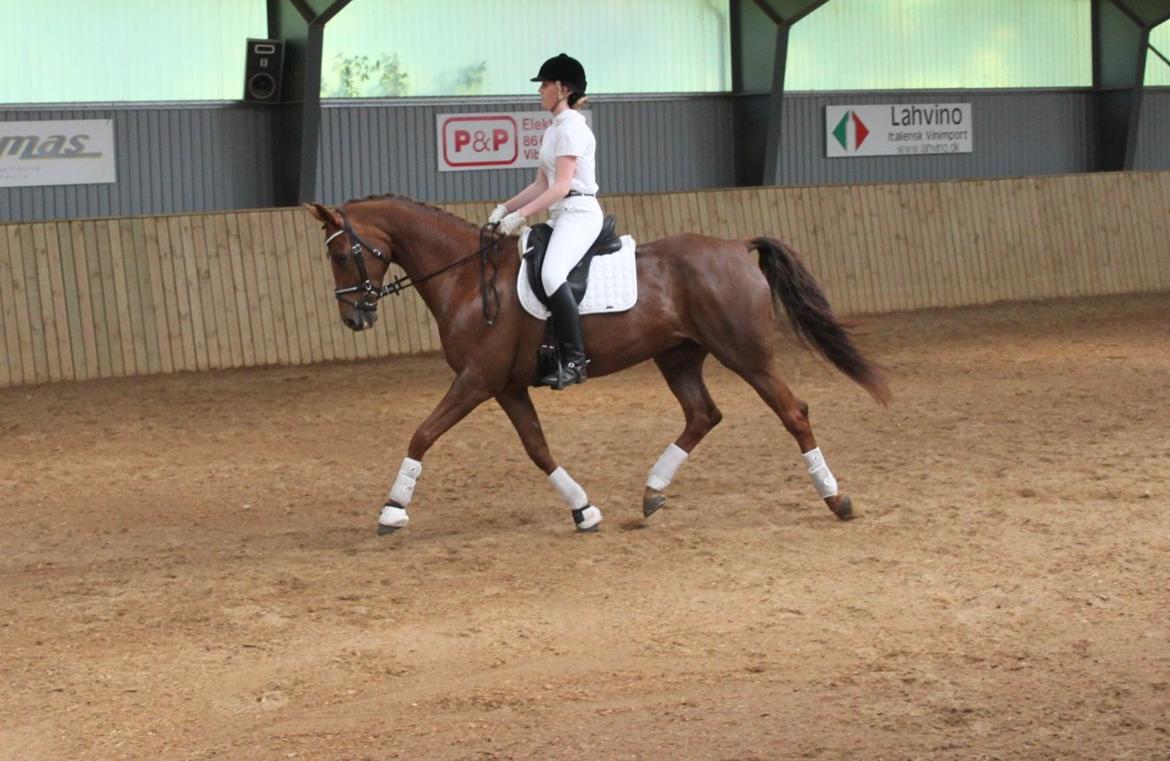 Hannoveraner Hedebo's Diana billede 11