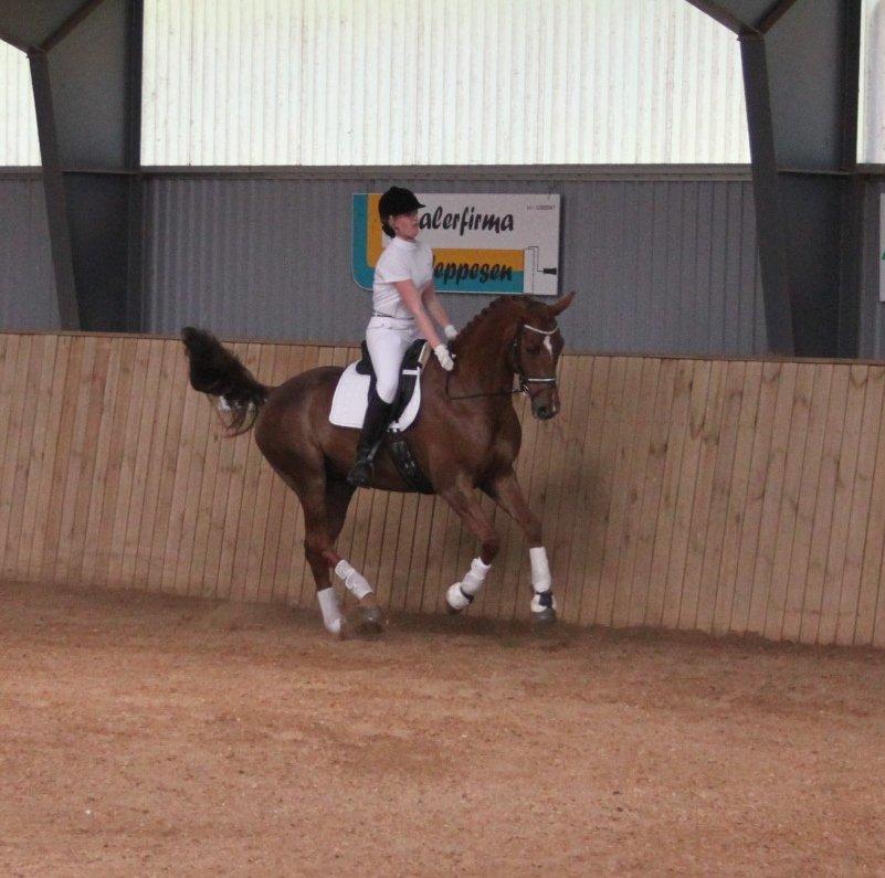 Hannoveraner Hedebo's Diana - dygtig hest! billede 7