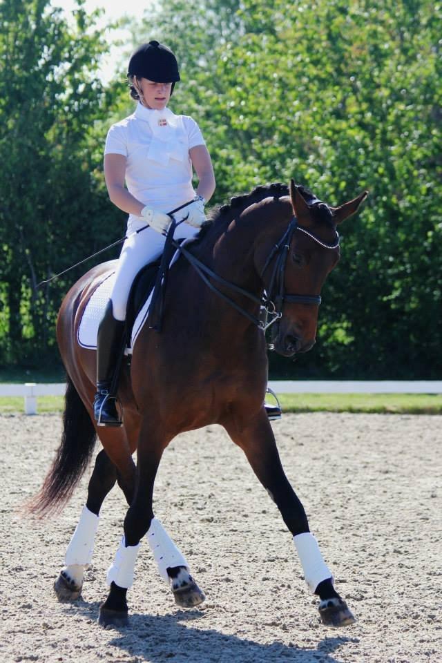 Dansk Varmblod Corina (Steffie) billede 16